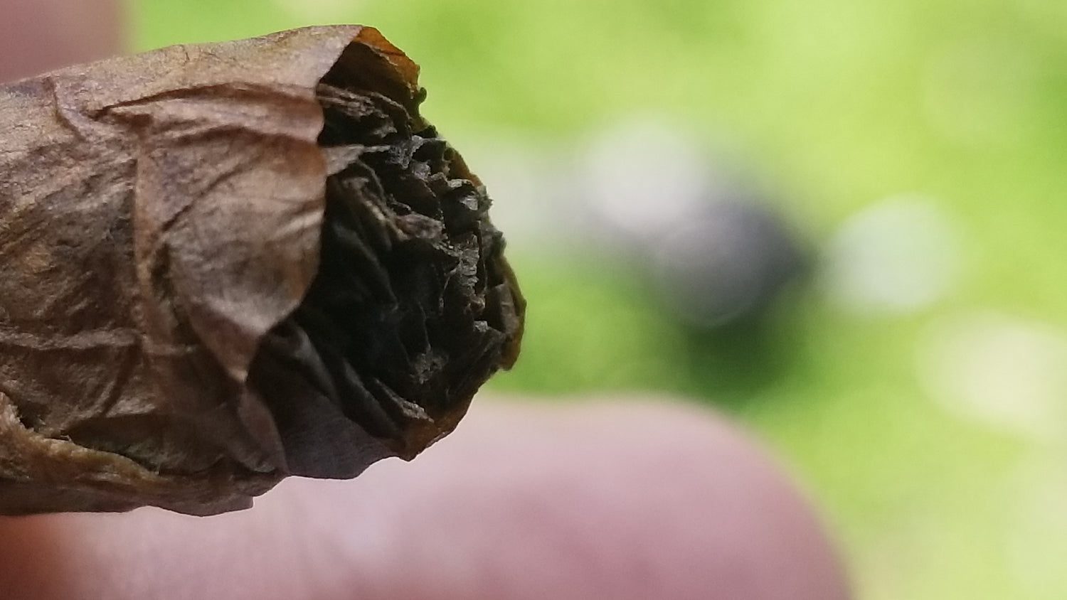 Close-up of a hand holding a cigar